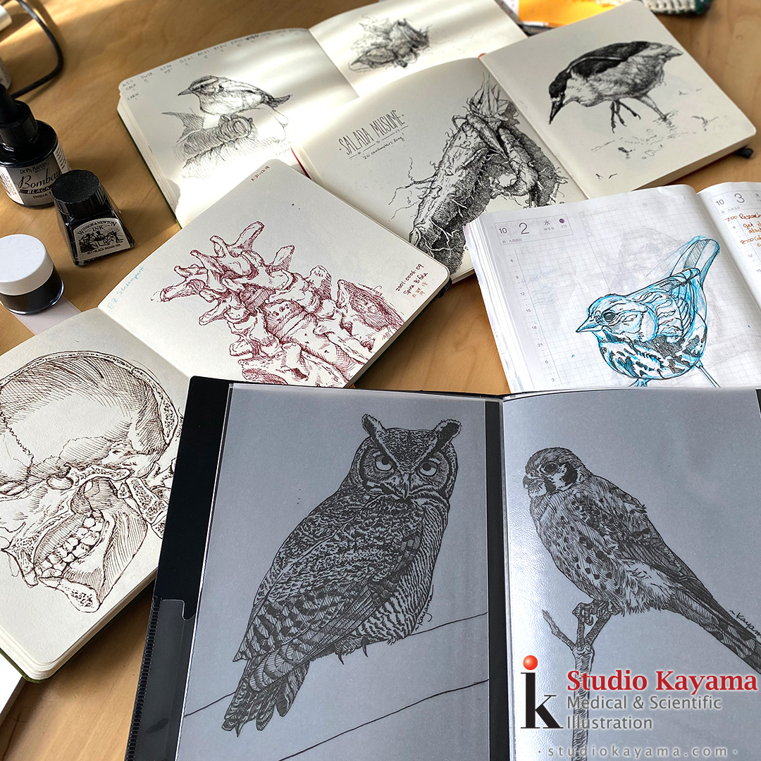 Inktober art spread out on table. Drawings of birds, human spine, etc.
